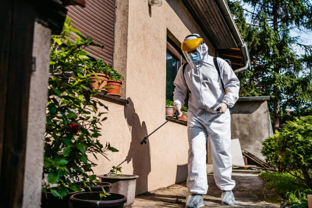 Wasp Removal Services in Springfield, MN