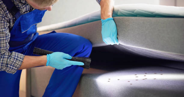 Best Flea Control Services  in Springfield, MN