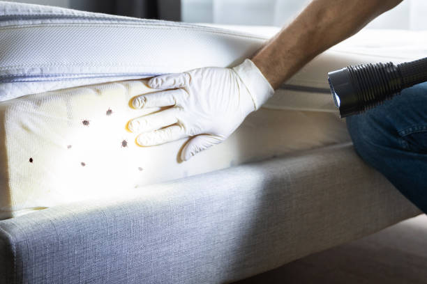 Best Pest Removal Services  in Springfield, MN