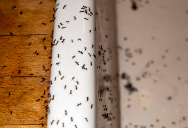 Best Mosquito Control Services  in Springfield, MN