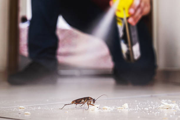 Best Rat Extermination Near Me  in Springfield, MN
