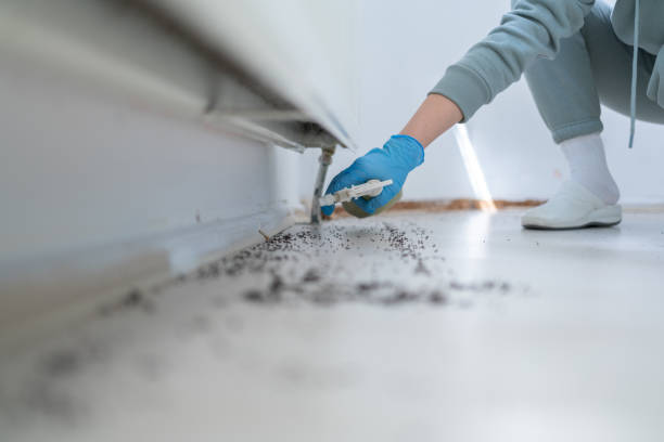 Bird Control in Springfield, MN